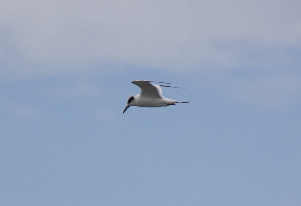 Forster's Tern - Craig Anderson