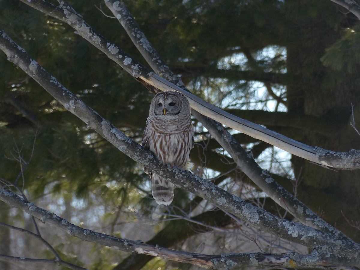 Barred Owl - ML49094481