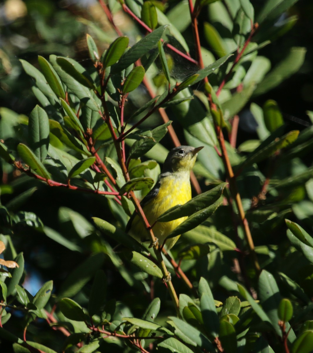 Magnolia Warbler - ML490946901