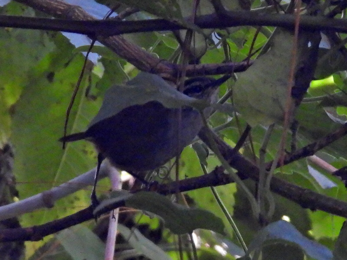 Gray-breasted Wood-Wren (Central American) - ML490947531