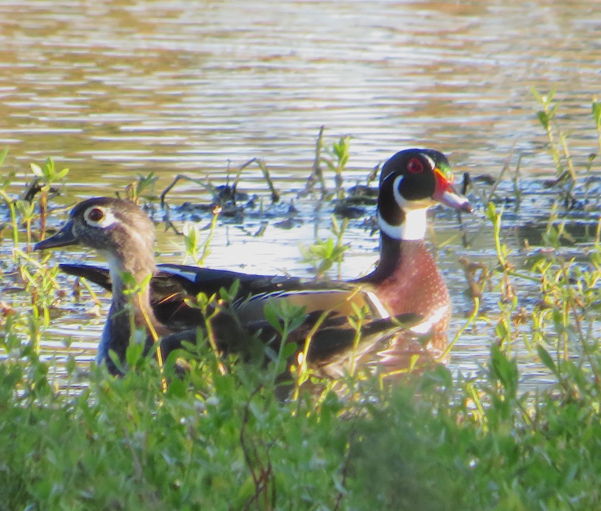 North Carolina Bird Atlas Checklist 6 Oct 2022 Martin Marietta Park (Former Quarry) 31 species