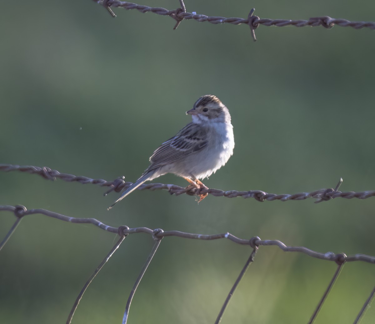 Clay-colored Sparrow - Linda Gal