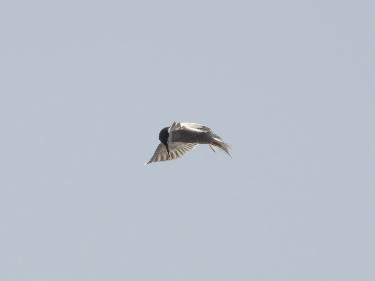 Common Tern (hirundo/tibetana) - ML490964971