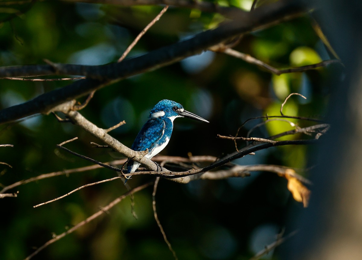 Small Blue Kingfisher - ML490966031