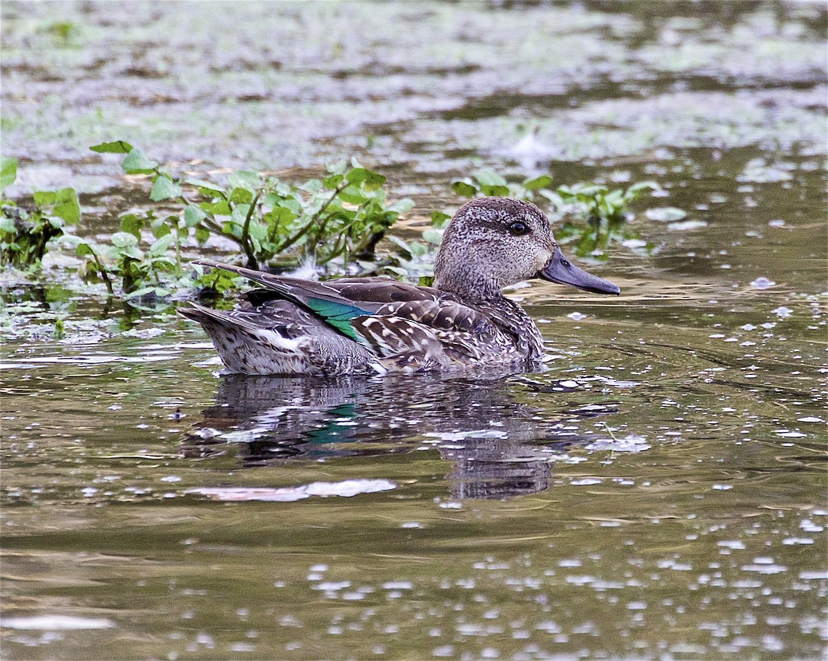 Green-winged Teal - ML490966191