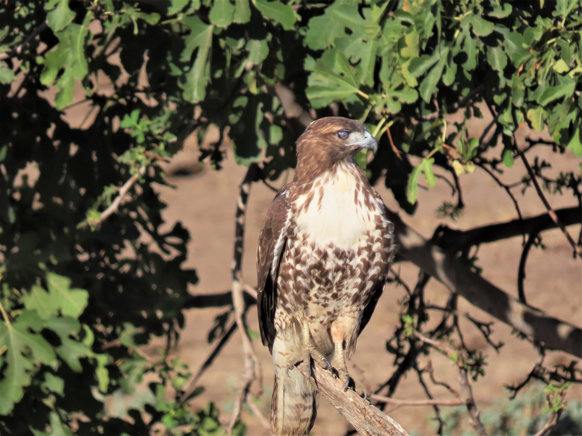Red-tailed Hawk (calurus/alascensis) - ML490971751