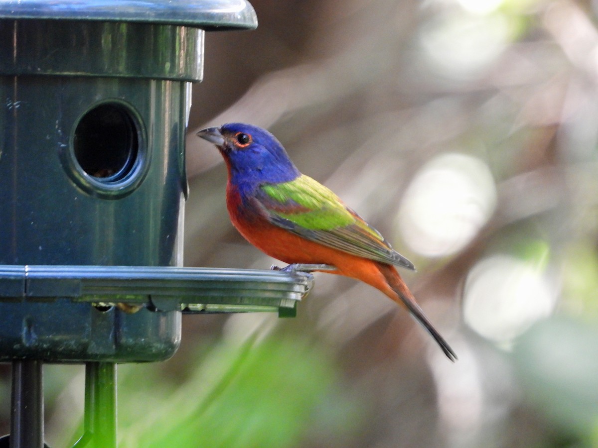 ML490981831 Painted Bunting Macaulay Library