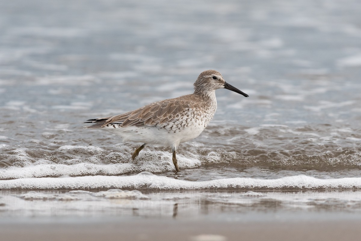 Red Knot - ML490982131