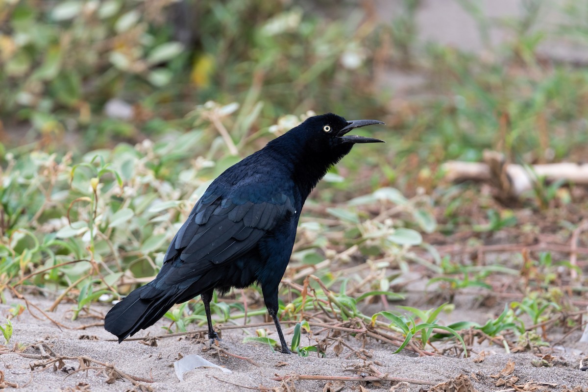 Great-tailed Grackle - ML490983211
