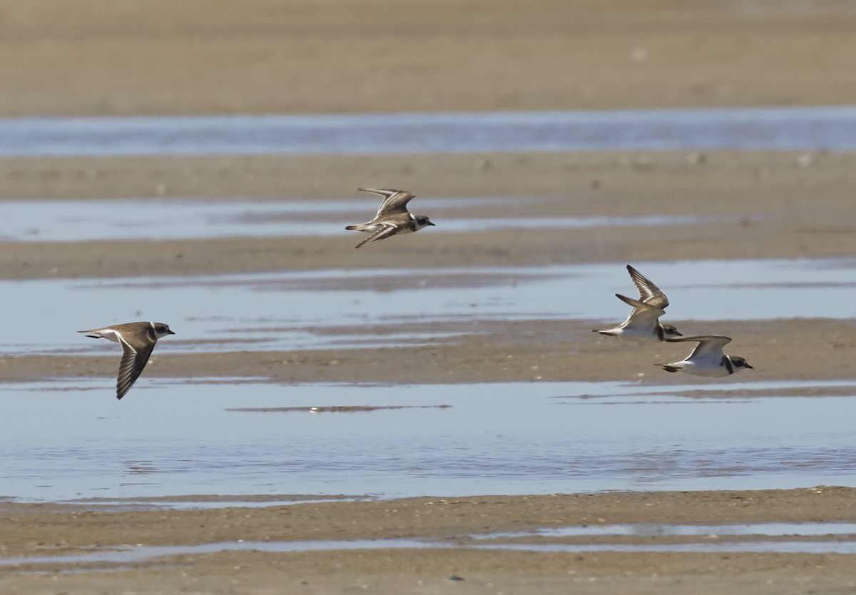 Semipalmated Plover - ML49098381