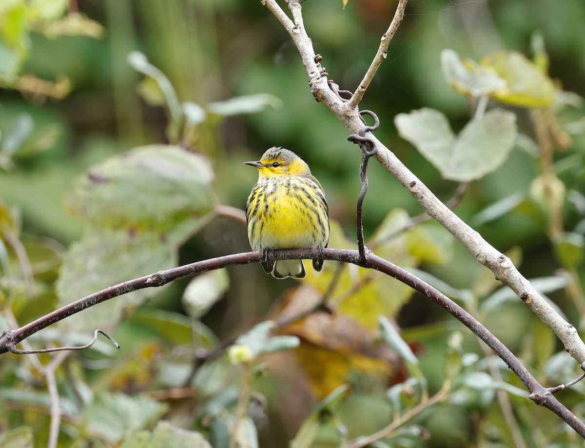 Cape May Warbler - ML490984381