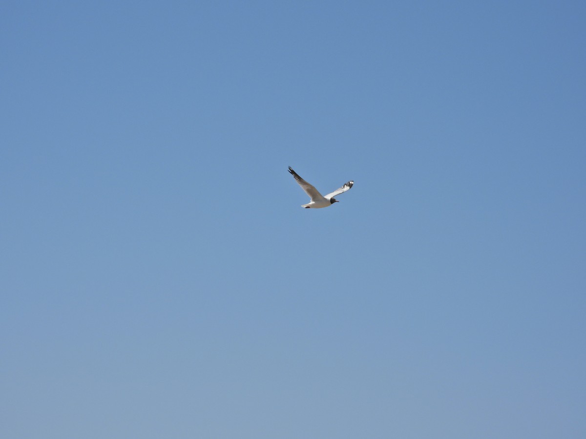 Буроголовая чайка - ML490995801