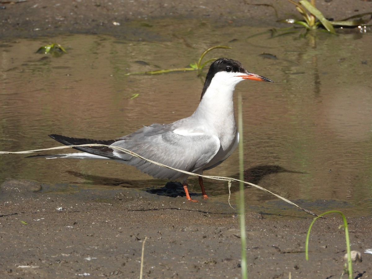 Common Tern (hirundo/tibetana) - ML490996221