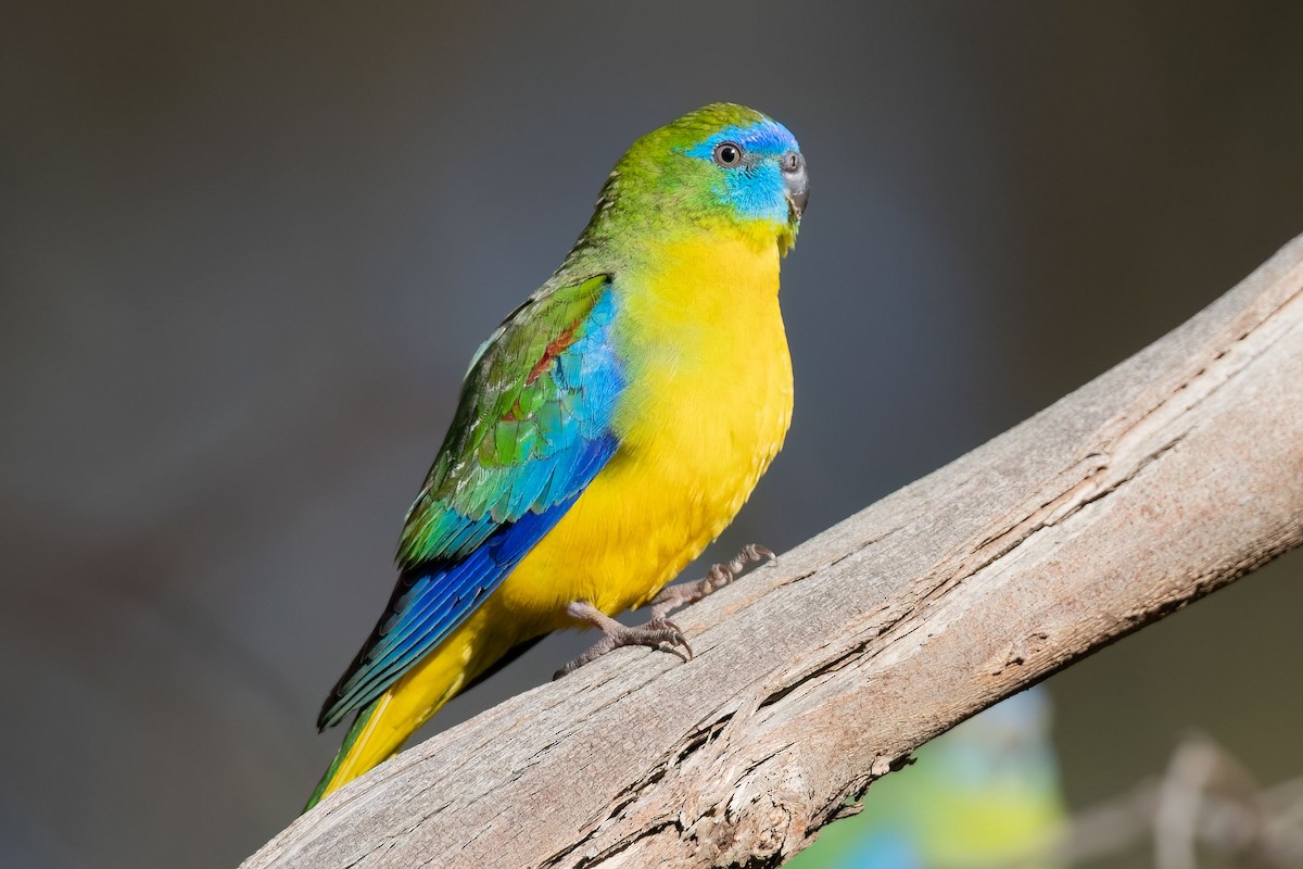Turquoise Parrot - ML490996771