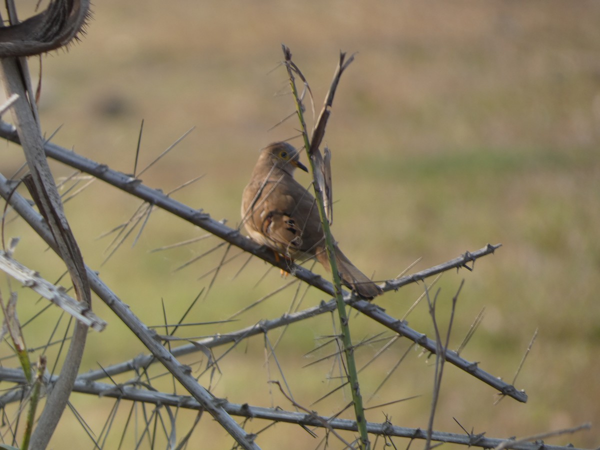 Long-tailed Ground Dove - ML490996851