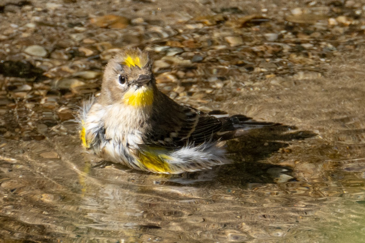 Yellow-rumped Warbler (Audubon's) - ML490999511