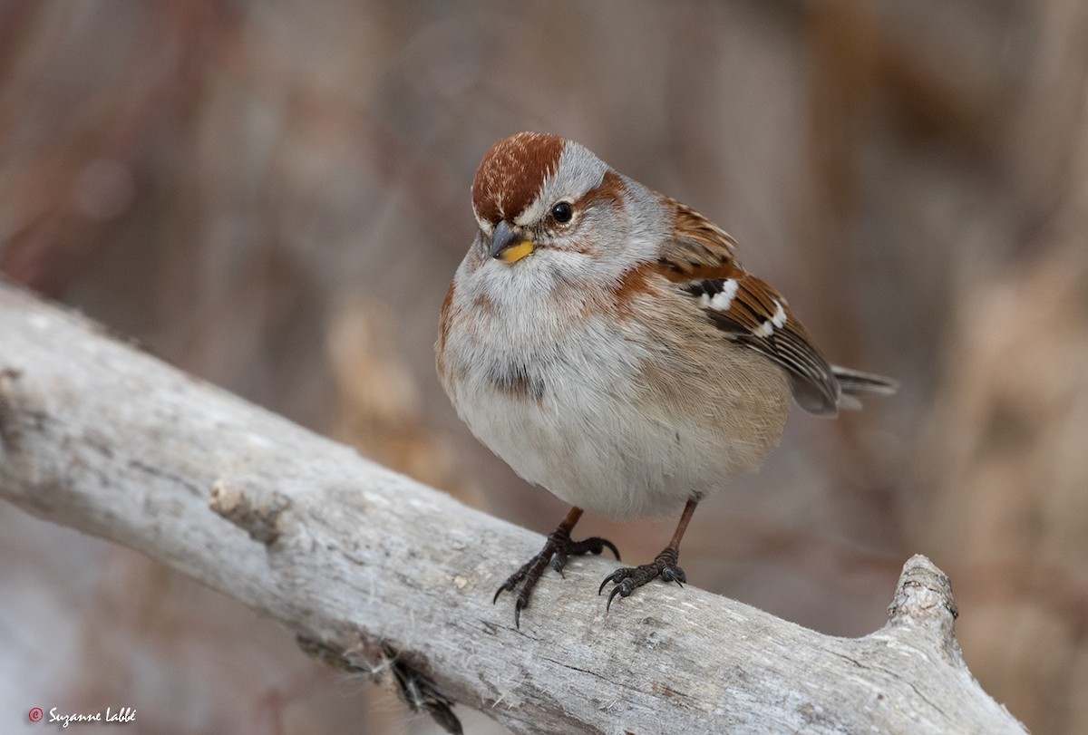 American Tree Sparrow - ML49100611