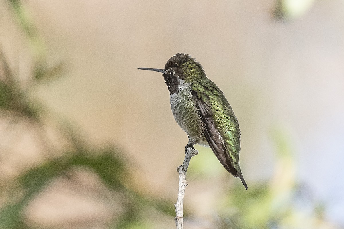 Anna's Hummingbird - ML491015281