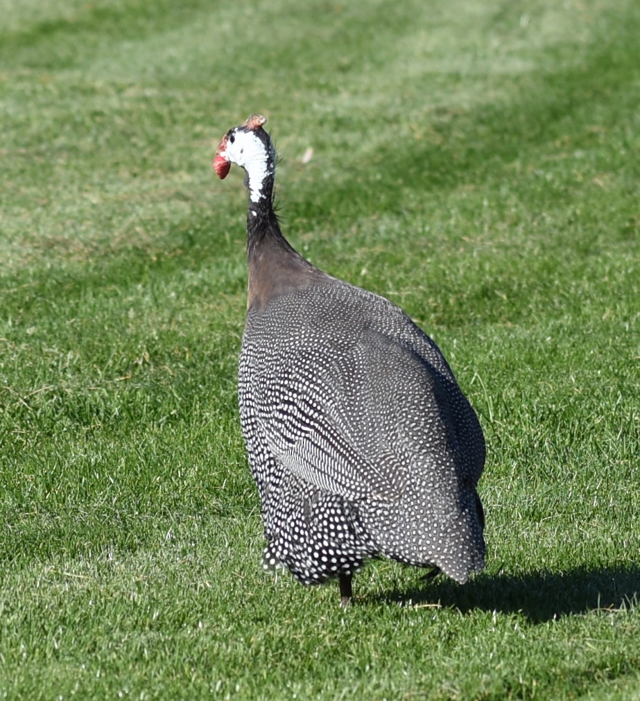 Helmeted Guineafowl (Domestic type) - M. Rogers