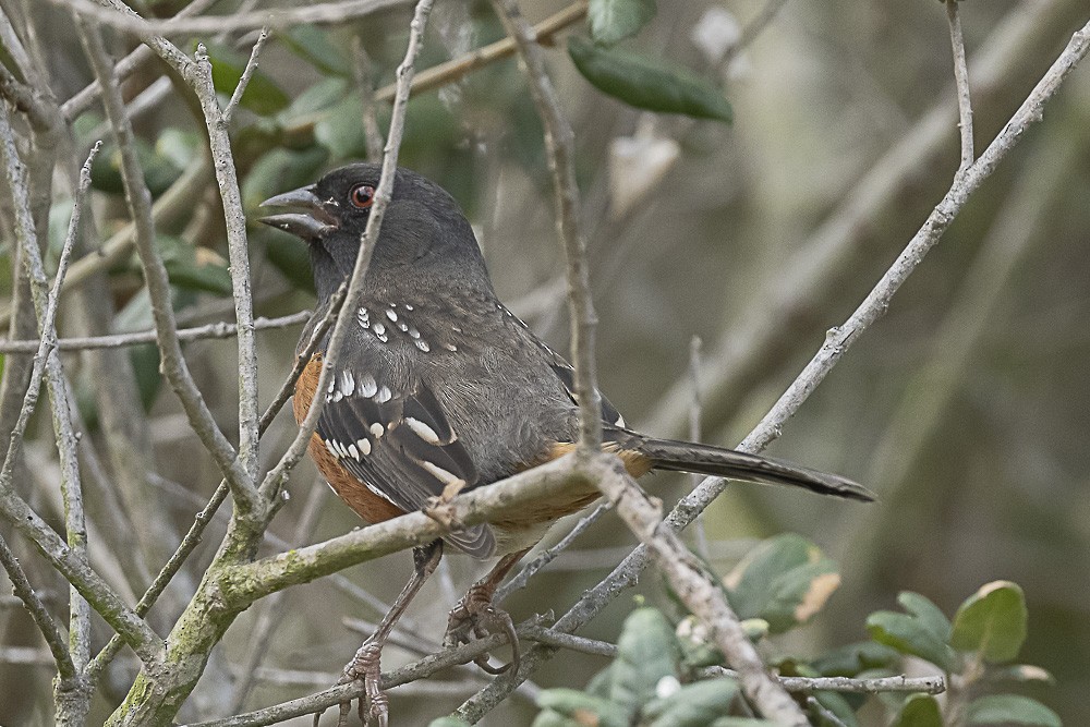Spotted Towhee - ML491016431