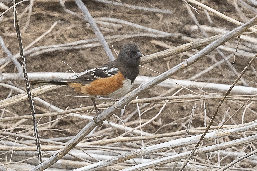 Spotted Towhee - ML491016451