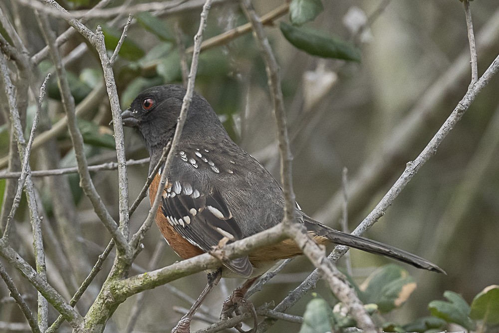 Spotted Towhee - ML491016461