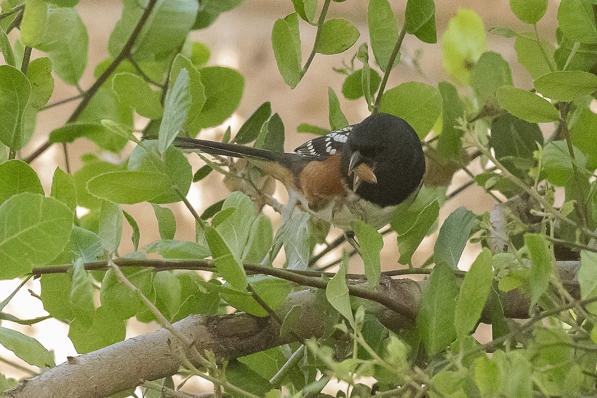 Spotted Towhee - ML491016471