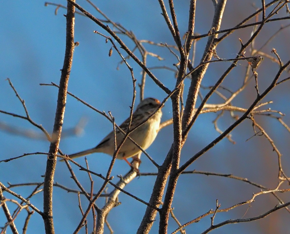 American Tree Sparrow - ML491020441