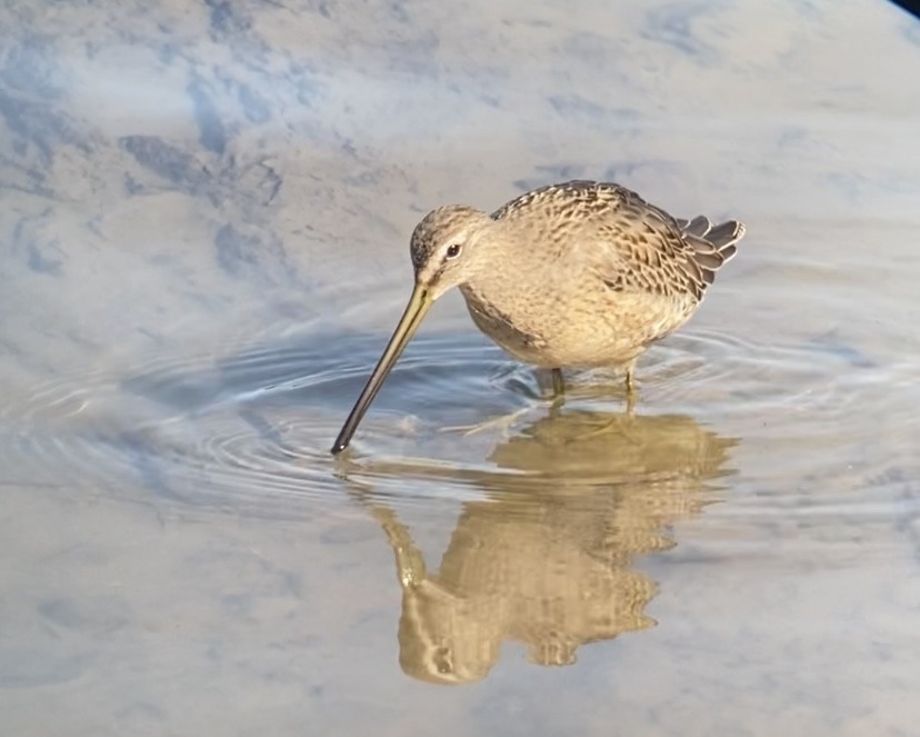 Long-billed Dowitcher - ML491032321