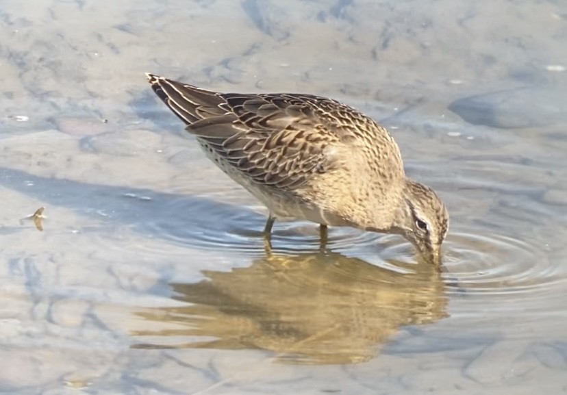 Long-billed Dowitcher - ML491032341