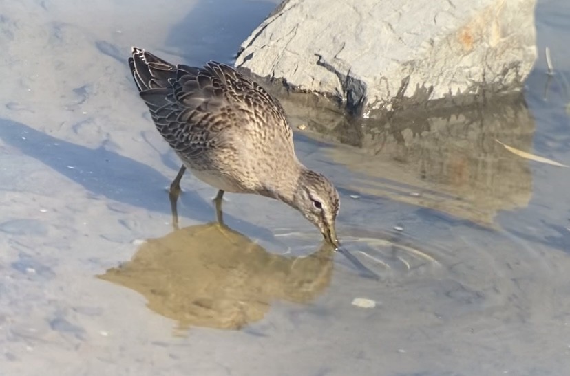 Long-billed Dowitcher - ML491033331