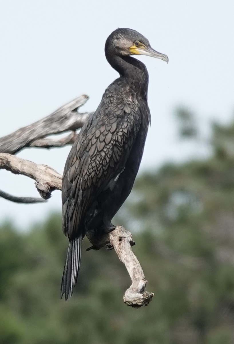 Great Cormorant (Australasian) - ML491033601