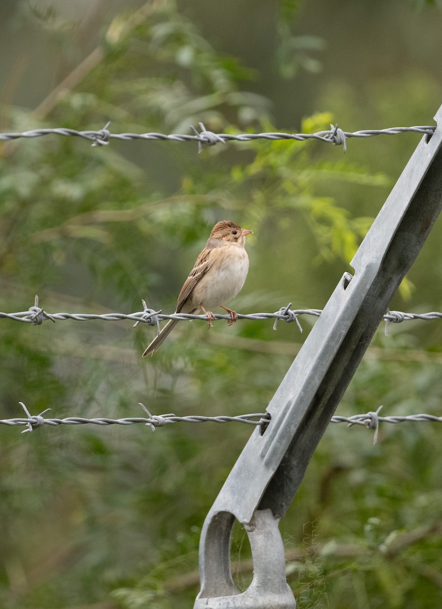 Clay-colored Sparrow - ML491033991