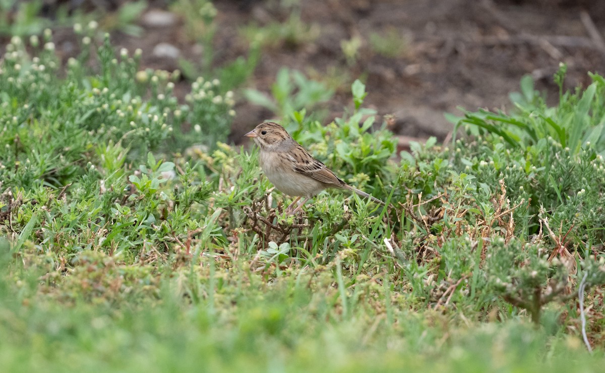 Clay-colored Sparrow - ML491034001