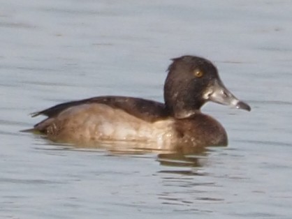 Ring-necked Duck - ML491039001