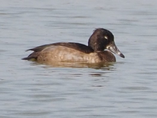 Ring-necked Duck - ML491039011