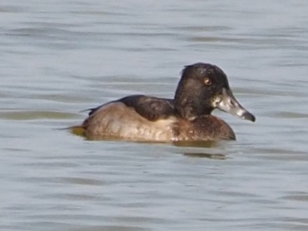 Ring-necked Duck - ML491039021