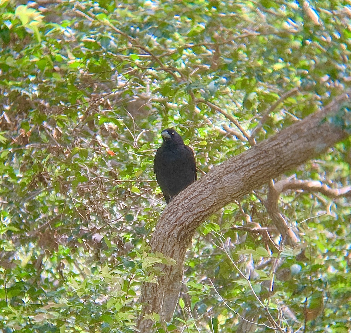 Pied Currawong - ML491045981