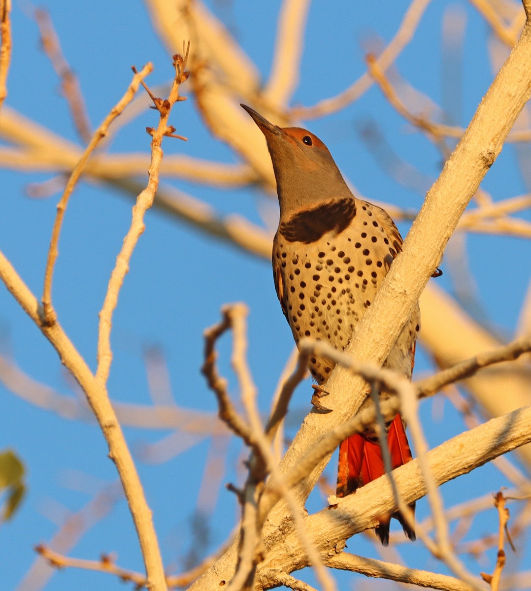 eBird Checklist 6 Oct 2022 Higley and Ocotillo Rds. ponds 39 species