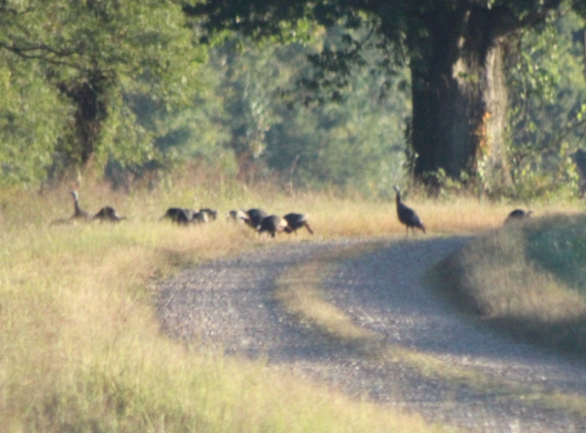 eBird Checklist 30 Sep 2022 Ballard WMAMitchell Lake 35 species