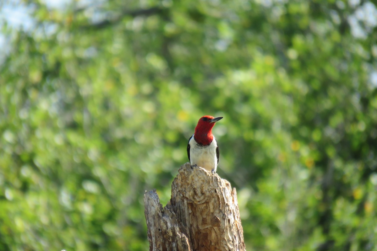 Red-headed Woodpecker - ML491049941