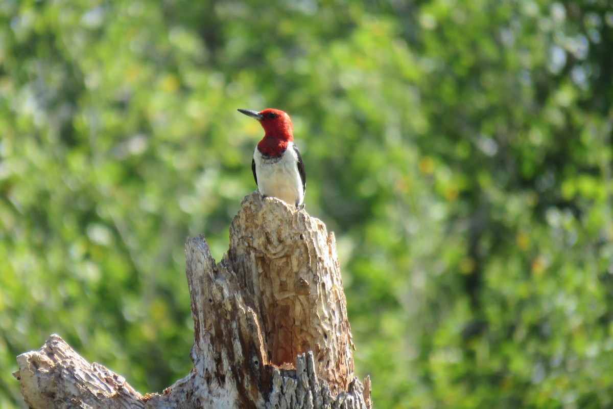 Red-headed Woodpecker - ML491049961