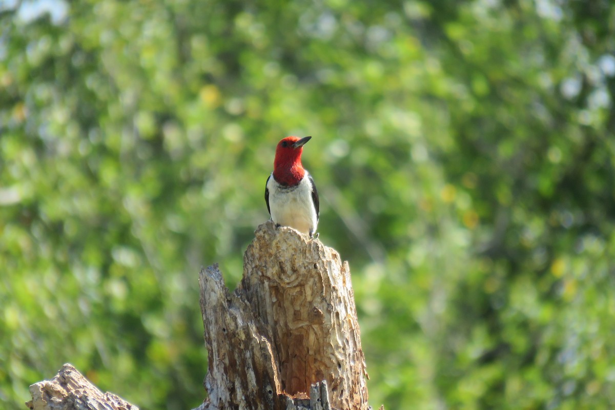 Red-headed Woodpecker - ML491050031
