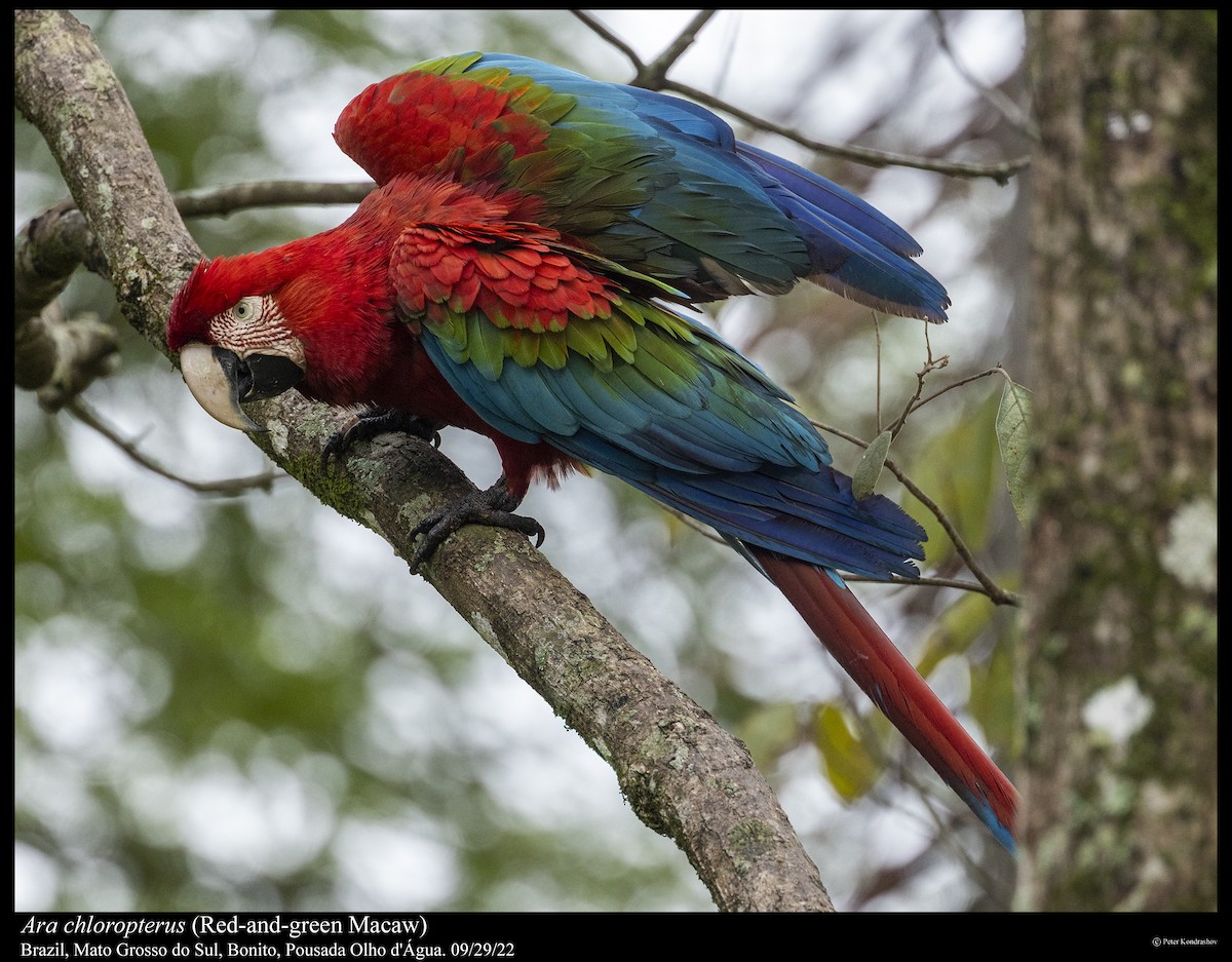 Red-and-green Macaw - ML491050631