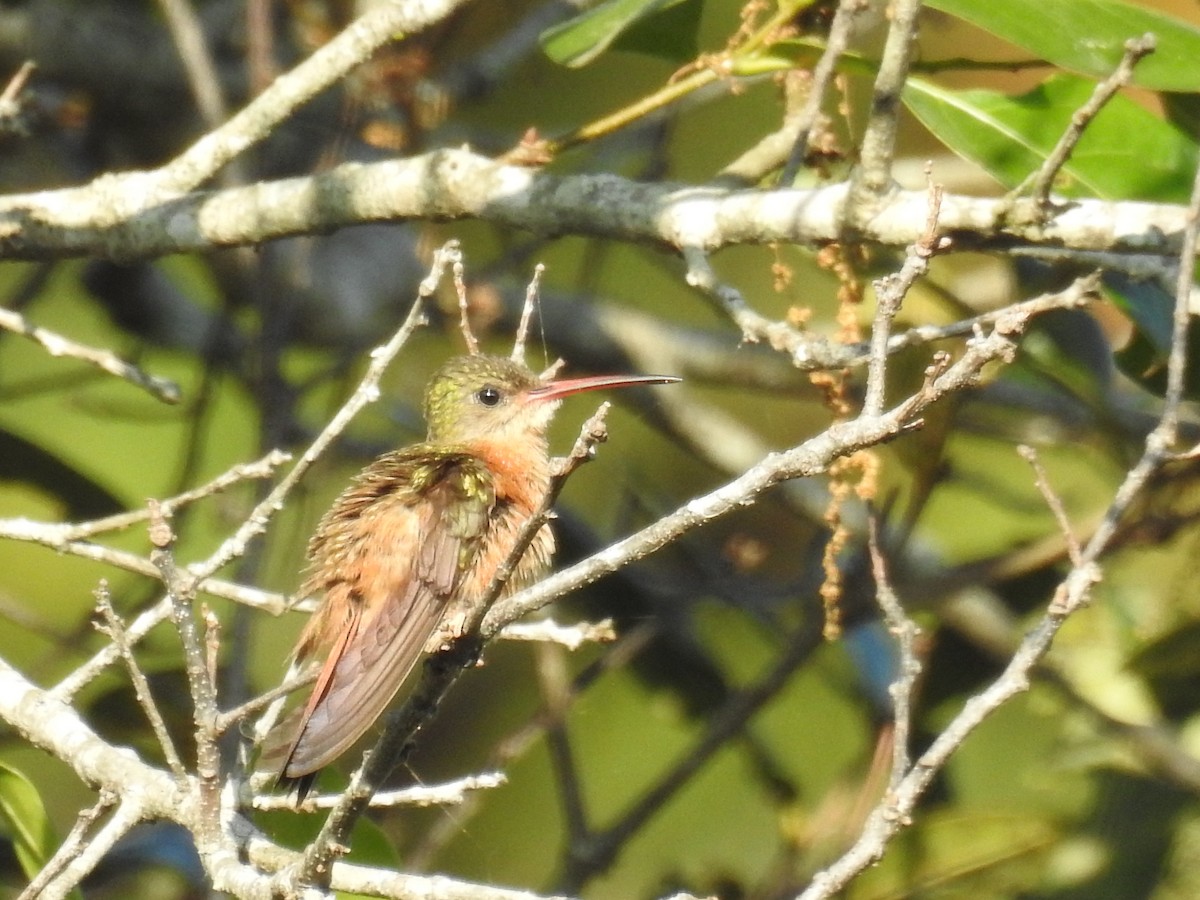 Cinnamon Hummingbird - ML49105341