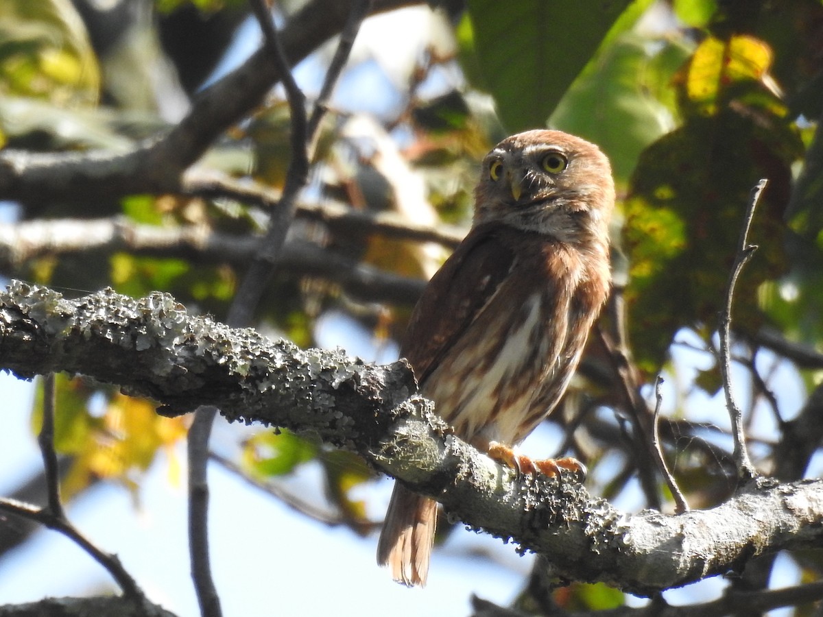 Ferruginous Pygmy-Owl - ML49105571