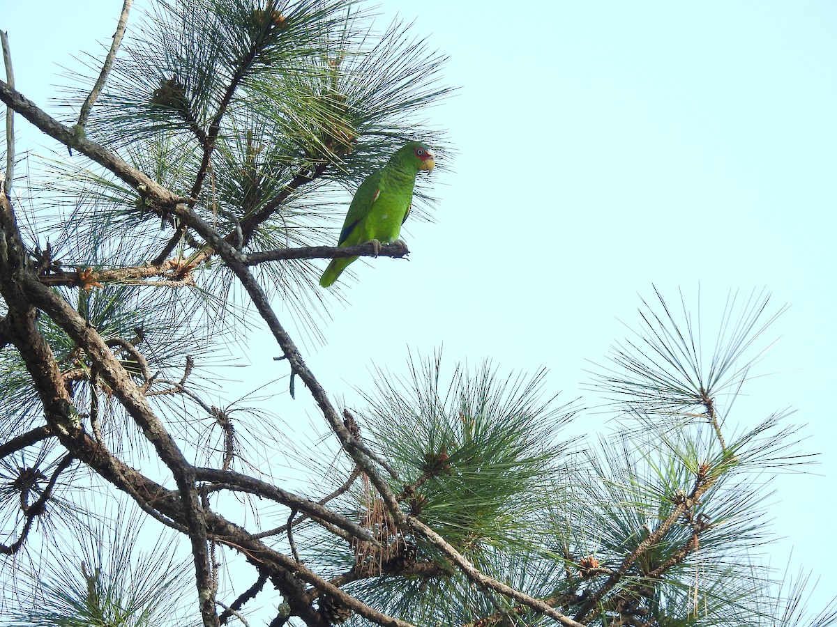 White-fronted Parrot - ML49105661