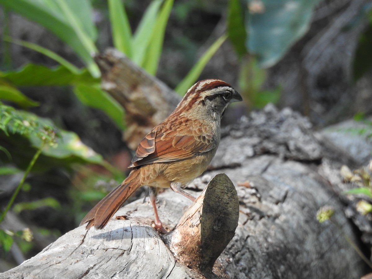 Rusty Sparrow - ML49105881