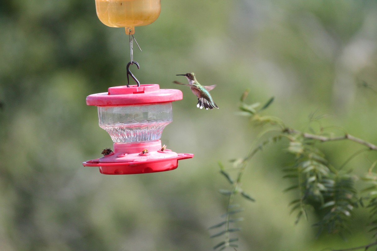Ruby-throated Hummingbird - ML491061071