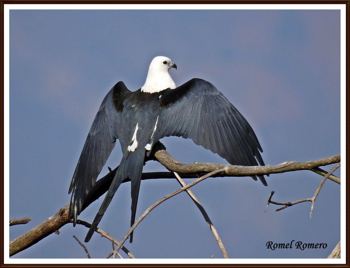Swallow-tailed Kite - Romel Romero